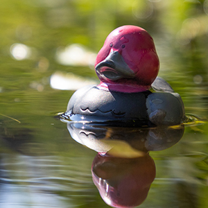 rubberduck-300-300.jpg